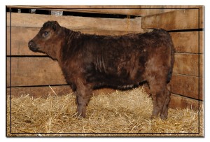 PVSM Phoenix's calf, picture taken March 9, 2010.