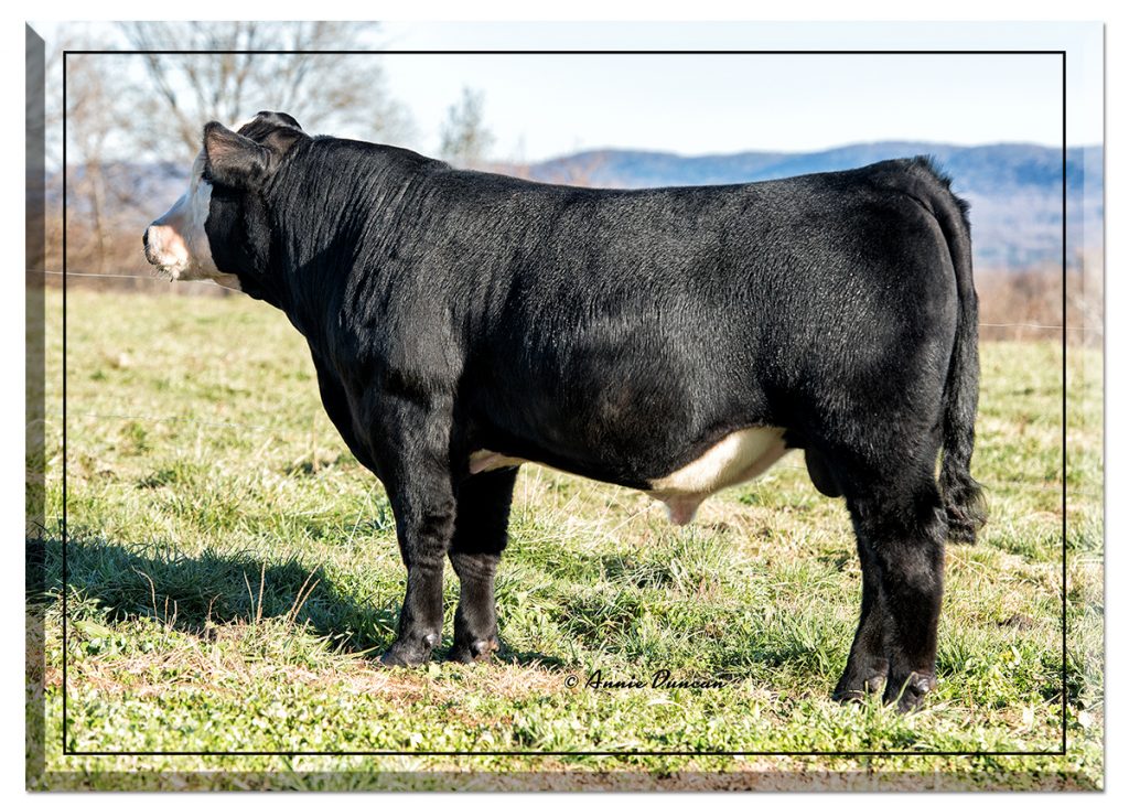 SimAngus Bull For Sale VCCP