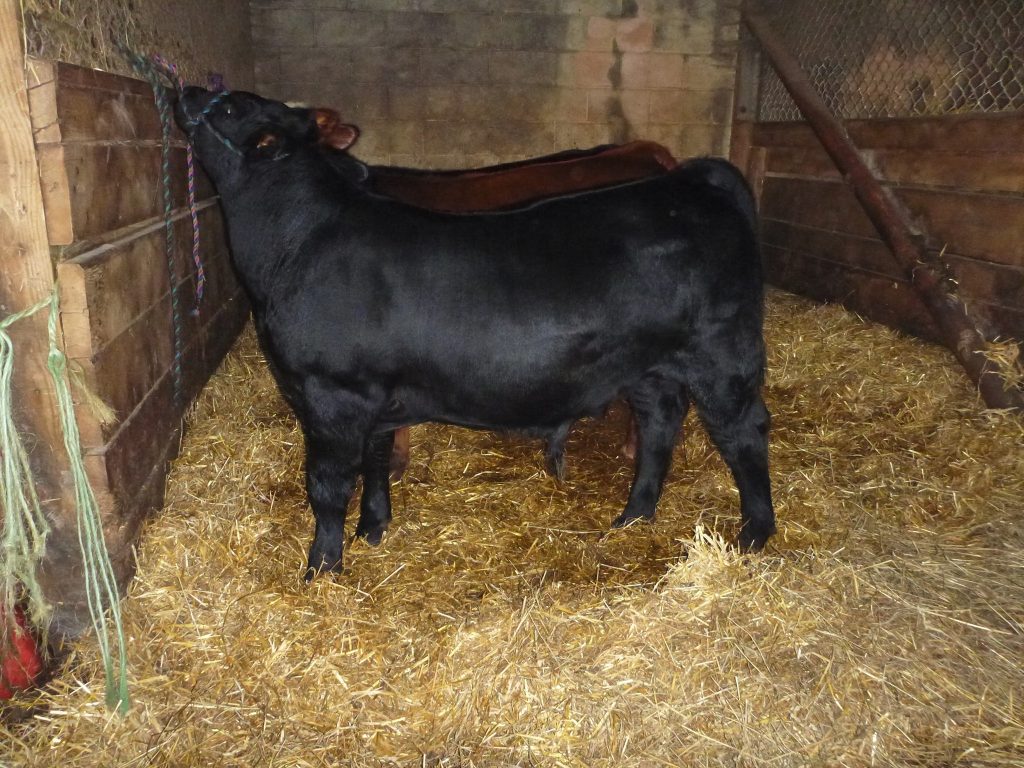 SimAngus bull calf for sale