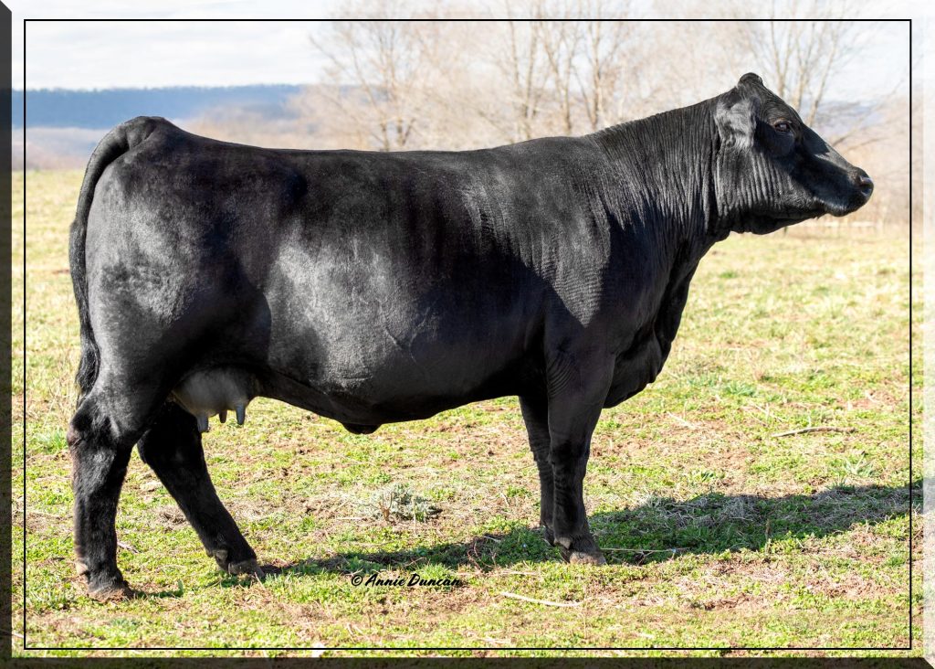 Simmental Cow/Calf Pair with Bull Calf 